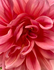 Close up of inside of a pink dahlia