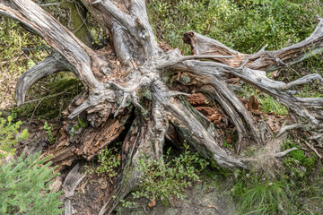 dried roots of unrooted tree, Black Forest, Germany