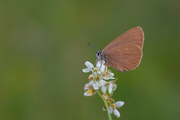 little brown butterfly perched on a white flower, Phengaris nausithous	