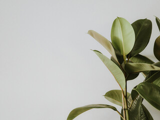 lily of the valley in the garden