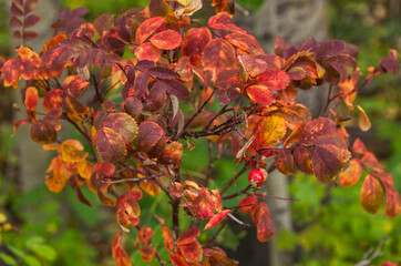 A Wild Rose with Autumn Colours