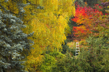 An aluminum pruning ladder stands among vibrant fall colors of maple leaves at a Japanese garden
