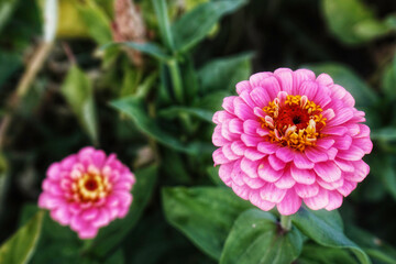 pink dahlia flower