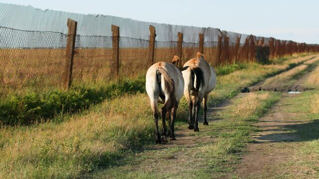 Brown horses Przewalski's horse (Equus przewalskii) walk in wild steppe in nature reserve Askania Nova. Back view