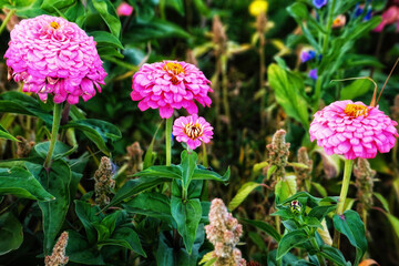 pink flowers in the garden