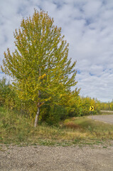 Trees Turning Yellow by the Road