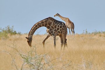 Two Angolan giraffes (Giraffa camelopardalis) grazing at Etosha national park, Namibia.