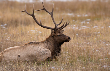A Bull Elk lays in the Autumn grass gathering his energy for the upcoming rut.