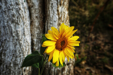 sunflower in the garden