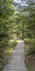 Fototapeta na wymiar wooden path bending in forest near Oppenau, Black Forest, Germany