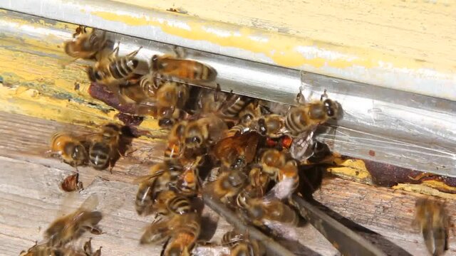The bees protect the entrance to the hive from the hornet penetration into it.
Hornet is a large wasp. It is a bee-killing predator.
