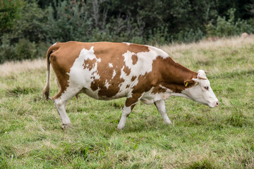 Fototapeta na wymiar cow on green grass near Oppenau, Black Forest, Germany