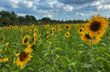 field of sunflowers in summer