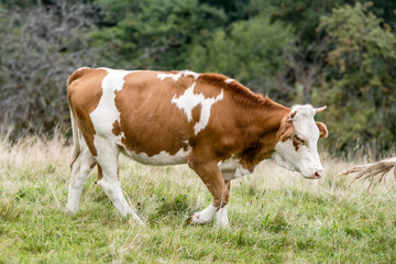 Fototapeta na wymiar young cow on green grass near Oppenau, Black Forest, Germany