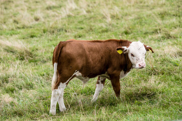 Fototapeta na wymiar calf on green grass near Oppenau, Black Forest, Germany