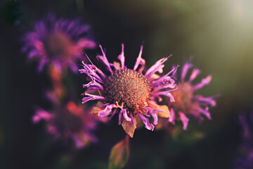 Selective closeup of purple bee balm flower under the raising sunlight