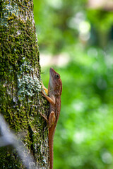 lagarto en bonao