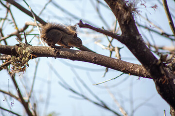 squirrel on tree