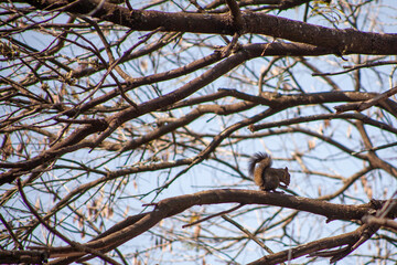 squirrel on a tree