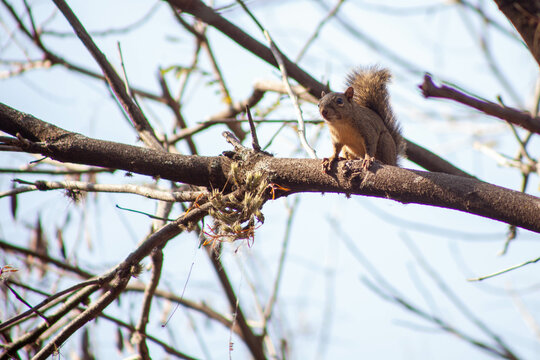 squirrel on a tree