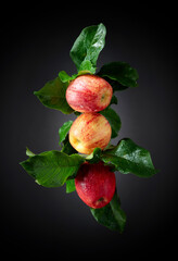 Fresh apples with drops of water on a black background.
