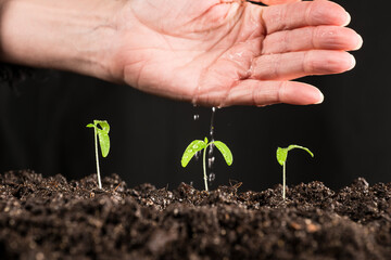 small tomato plant topping with water