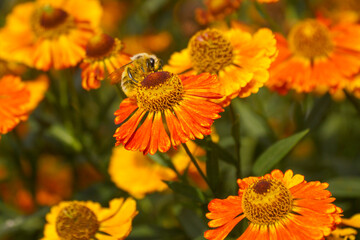 Beautiful yellow-red garden flowers of autumn helenium with honey bee collecting nectar.