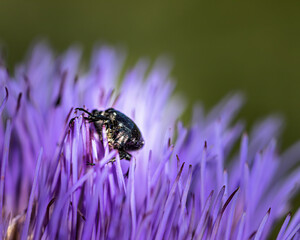 beetle on a flower