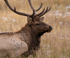 Close up of a Bull Elk lays in the Autumn grass gathering his energy for the upcoming rut.