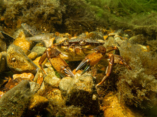 A close-up picture of a crab among seaweeds. Picture from The Sound, between Sweden and Denmark