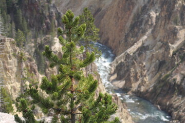 pine and canyon
Yellowstone National Park