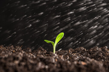 small sprouted plant watering in the garden