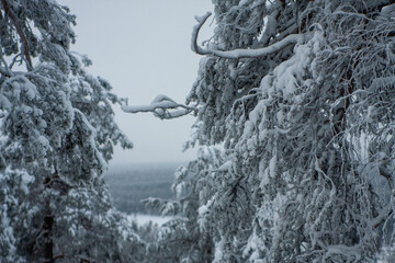 Pattern of snow-covered branches create a natural frame overlooking the taiga