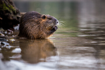 river nutria in water in nature park