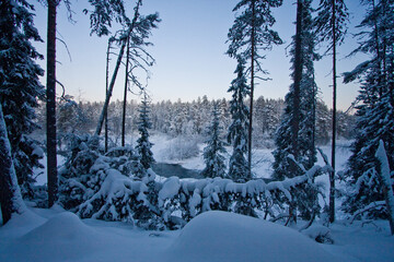 Winter snow-covered forest landscape with fallen and snow-covered pine trees 