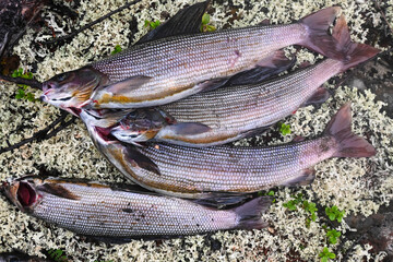 Siberian grayling.