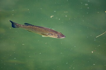Fish on the water surface of the lake