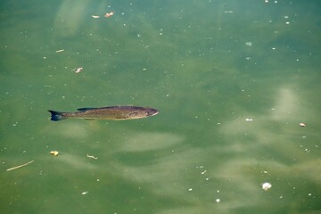 Fish on the water surface of the lake