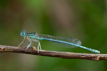 White legged damselfly male, sitting motionless on a thin twig. Waiting for prey. Blurred natural...
