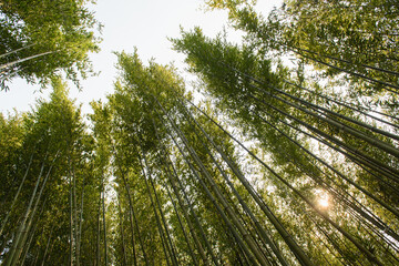 Sapa, Vietnam - April 14, 2016: Vietnamese bamboo woods. High trees in the forest. Person watching after plantation