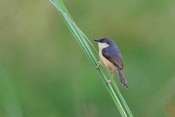 a small plain prinia bird perched at the end of a wood. plain prinia
