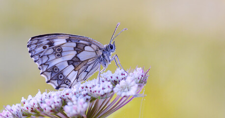 Makro Motyl Melanargia galathea