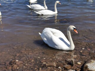 Naklejka premium swans on the lake