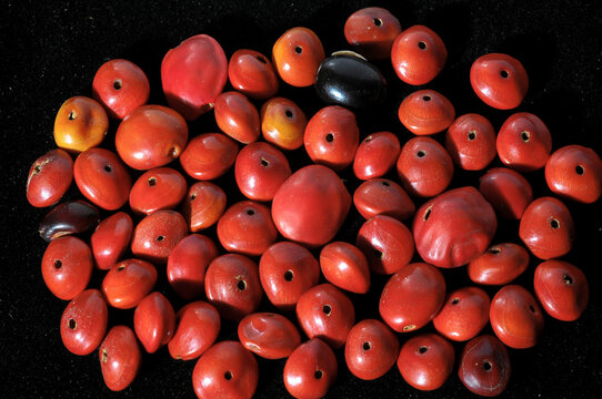 Colored Round Seeds