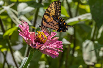 Yellow swallowtail butterfly on a flower