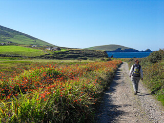 Wandern auf der Halbinsel Dingle in Irland