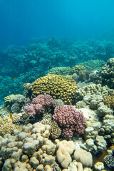 Naklejka na ściany i meble Colorful, picturesque coral reef at the bottom of tropical sea, different types of hard coral, underwater landscape