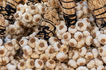 Bunches of garlic bulbs. Harvest of fresh organic garlic.