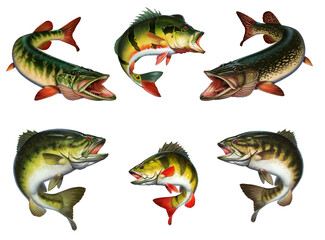 Big set of freshwater fishes of North America USA illustration isolate realism. - 458099364