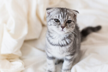 Fototapeta na wymiar Gray kitten Scottish fold on the bed